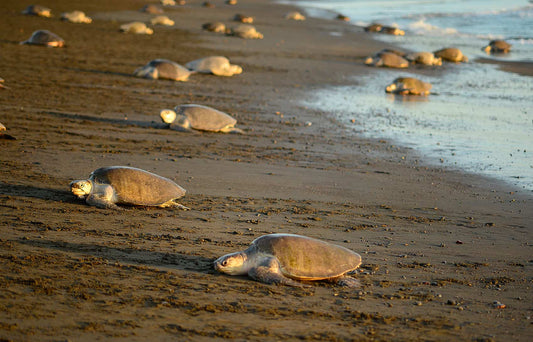 Costa Rican Sea Turtles: From Hatchling to Adulthood