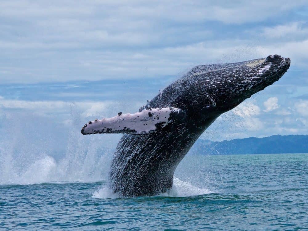 Costa Rica's Extraordinary Humpback Whale Migration